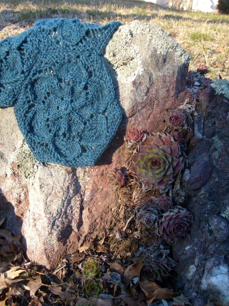 Sempervivarum swatch on a rock with lichen