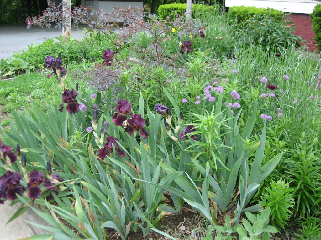 This is the purple phase, by next week the peonies and day lilies will all be blooming, also a poppy and some love in the mist.