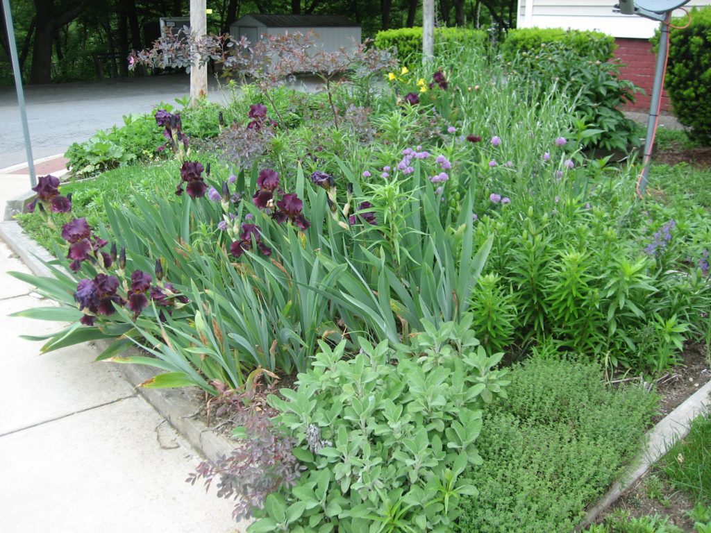 My garden from the sidewalk (with the satelite antenna that no one uses)