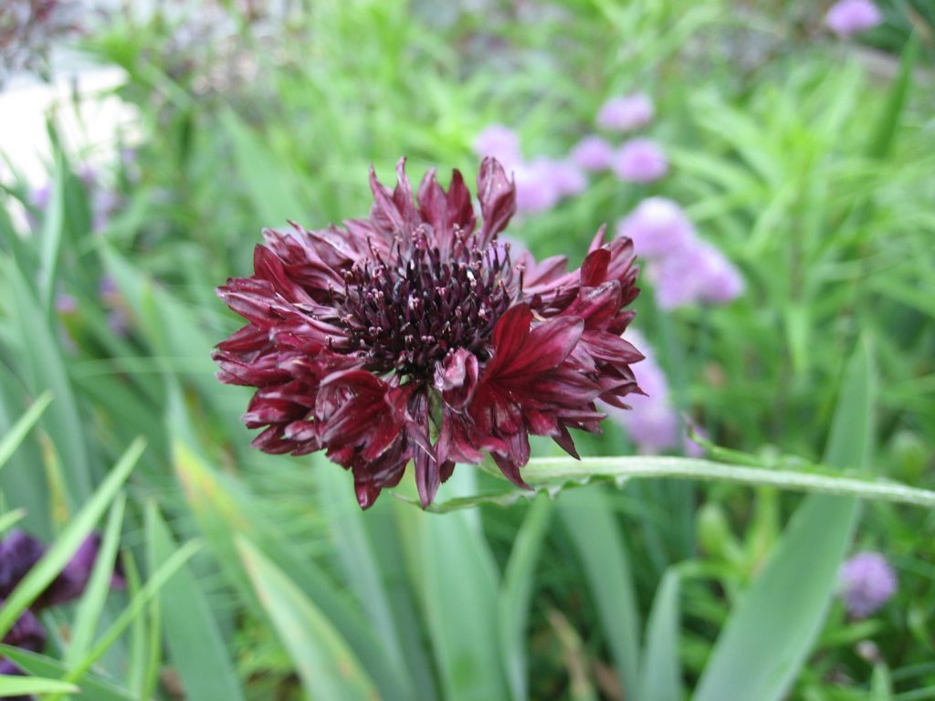 The matching batchelor's button that helpfully reseeds itself every year, but gets taller each time.