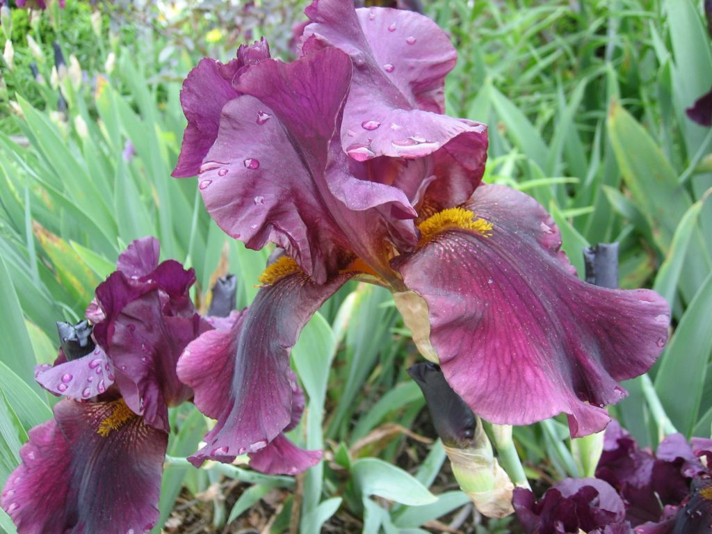 My big purple bearded iris