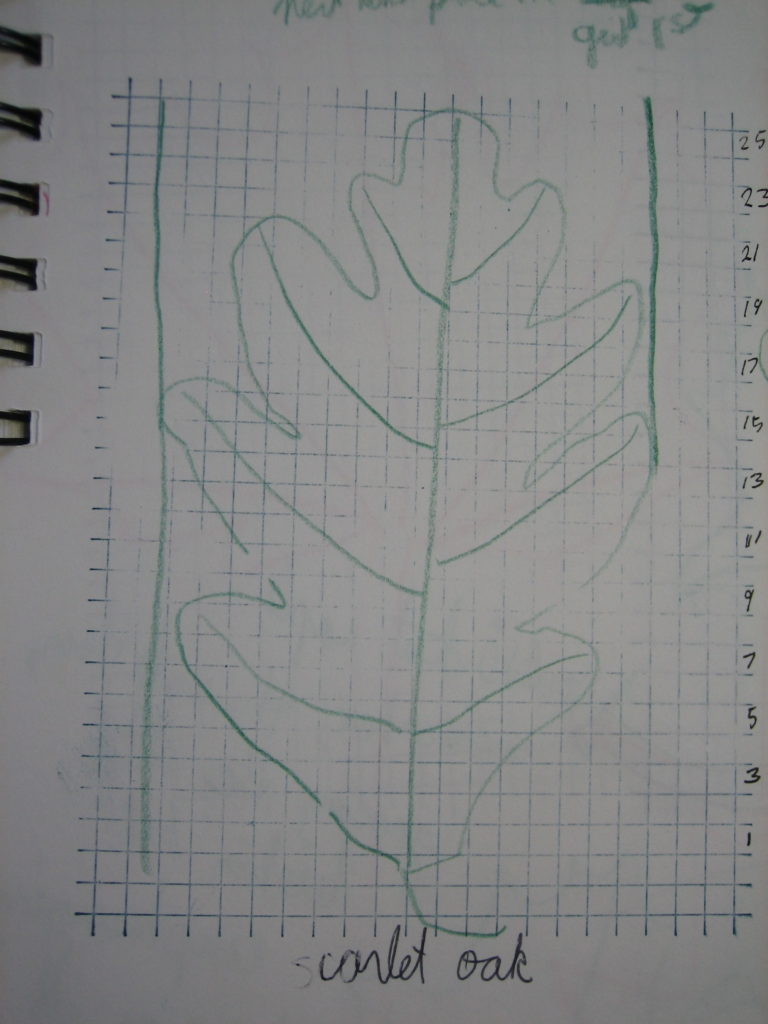 outline of a White Oak Leaf on graph paper from my sketch book